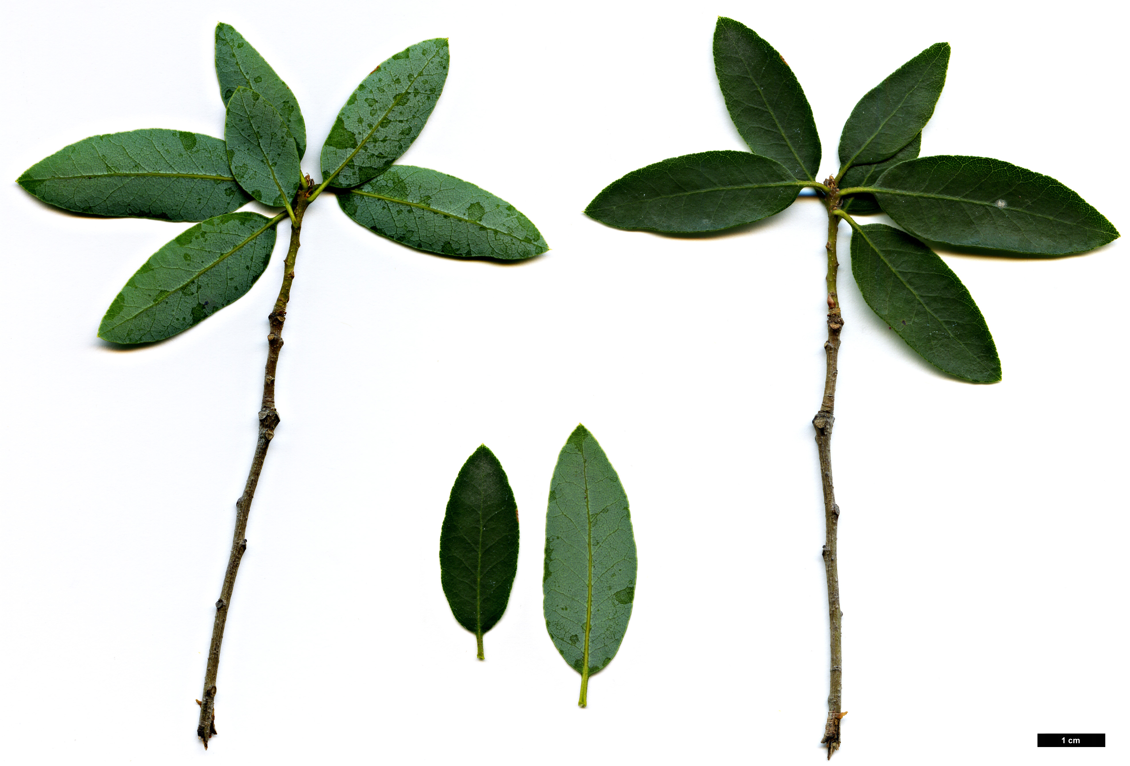 High resolution image: Family: Fagaceae - Genus: Quercus - Taxon: vacciniifolia High resolution image: Family: Fagaceae - Genus: Quercus - Taxon: vacciniifolia